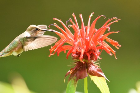 A Rufous Hummingbird flying in the air. Close-upの写真素材
