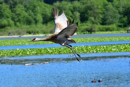 Sandhill Crane flying in the air.の写真素材