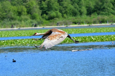 Sandhill Crane flying in the air.の写真素材