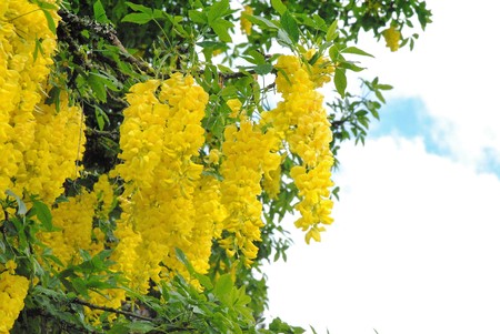 Laburnum vulgare is in full bloom. Vancouver BC Canadaの写真素材