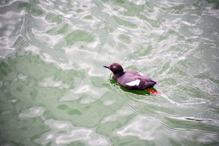 A Pigeon Guillemot is swimming near the Lonsdale Quay.の写真素材