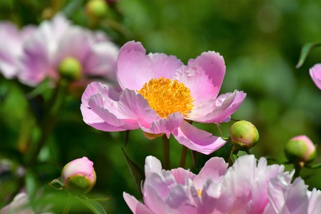 Pink peony Flower in the garden The petals are pink. The pistils are yellow.の写真素材