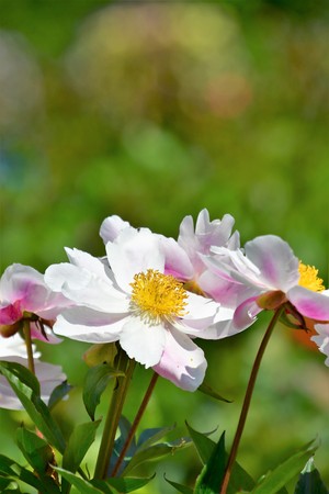 Pink peony Flower in the garden The petals are pink. The pistils are yellow.の写真素材
