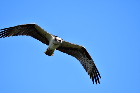 A Osprey searching the fish to eat. Burnaby Lake BC Canadaの写真素材
