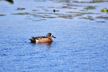 Blue-winged Teal Swimming on the Burnaby Lake BC Canada.の写真素材