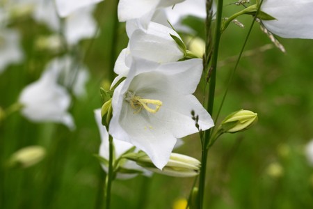 Photograph of a white Campanula Bellflower taken using a macro lens. In the summer time they flower and spread even without any human intervention.の写真素材