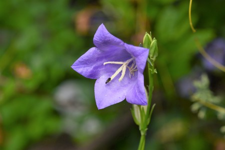 A photograph of a purple Bellflower and a bug, taken using a macro lens. In the summer time they flower and spread even without any human intervention.の写真素材