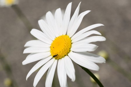 Photograph of a Daisy blooming in the yard, taken using a macro lens. In the summer time they flower and spread even without any human intervention.の写真素材