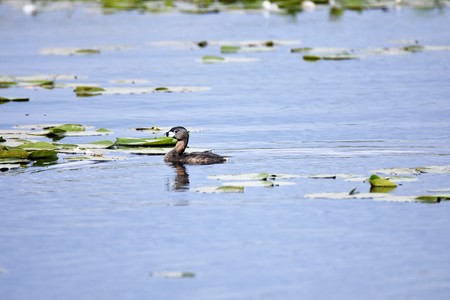 Pied-billed Grebe swimming in the lake. Burnaby Lake BC Canada.の写真素材