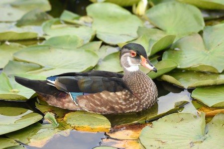 Closeup of a Male Wood duck with summer plumage. Burnaby Lake BC Canadaの写真素材
