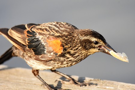 Closeup of a Female Red-winged Blackbird on the fence.の写真素材
