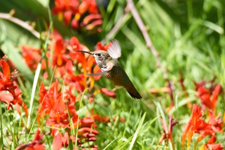 Closeup of a Female Rufous Hummingbird hovering close to the flower.の写真素材