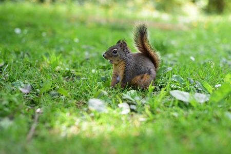 Red Squirrel searching for the food on the ground.の写真素材
