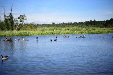 A view of the Burnaby Lake Regional Parkの写真素材