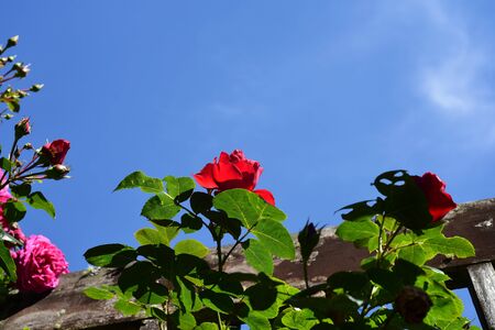 A shochink Red Rose Flower against the blue sky.の写真素材