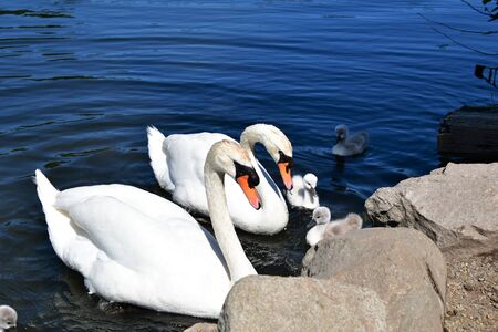 Mute Swan Family Swimming on the pond. Ambleside Park West Vancouver BC Canadaの写真素材
