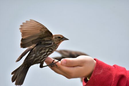 A closeup of Red-winged blackbirds feeding from a hand. Burnaby Lake BC Canada