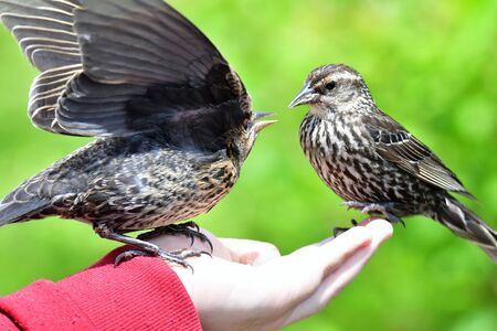 A closeup of Red-winged blackbirds feeding from a hand. Burnaby Lake BC Canadaの写真素材