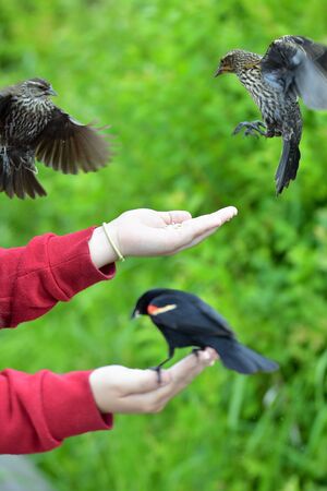 A closeup of Red-winged blackbirds feeding from a hand. Burnaby Lake BC Canadaの写真素材