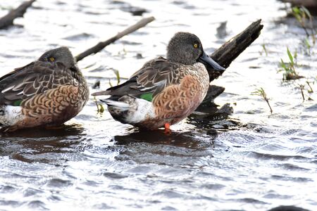 Northern shoveler in the lake. Burnaby Lake BC Canadaの写真素材