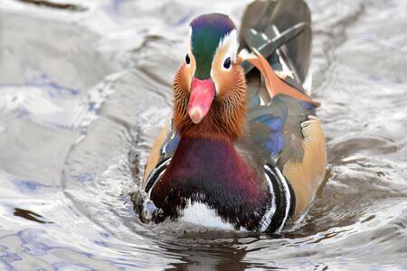 A Male Mandarin duck swimming on the lake. Burnaby Lake BC Canadaの写真素材