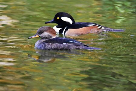 A pair of Hooded merganser swimming in the pond.の写真素材