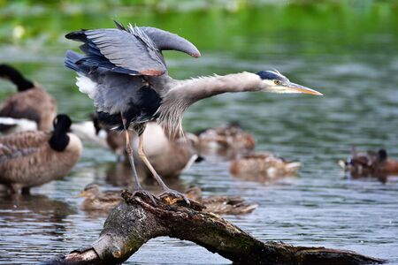 A photo of The Great Blue Heron stretching the wings and body. Vancouver BC Canadaの写真素材