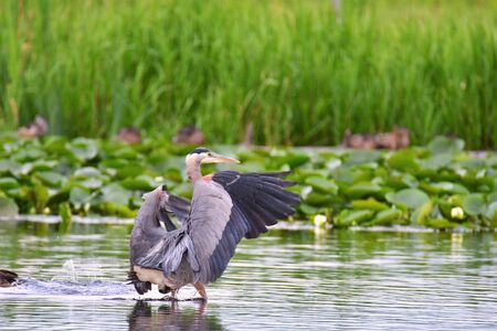 A photo of The Great Blue Heron stretching the wings . Vancouver BC Canadaの写真素材
