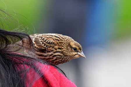 A closeup of juvenile Red-winged Blackbird. Burnaby Lake BC Canada