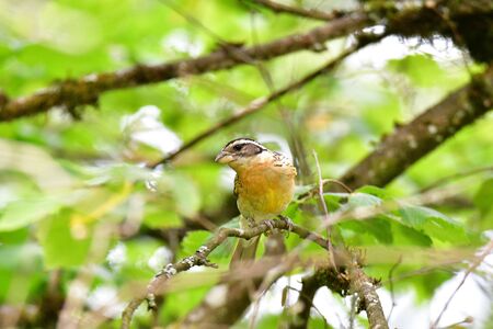 A Closeup of Black-headed Grosbeak. Female Burnaby Lake BC Canadaの写真素材