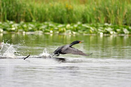 A view of double-crested cormorant taking off the water.