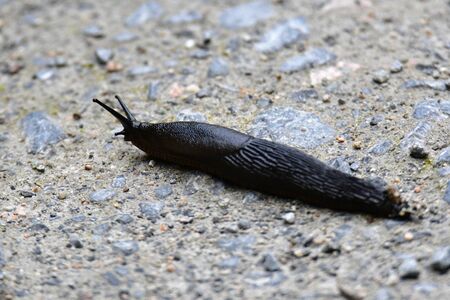 A closeup of Slug. Burnaby Lake BC Canada