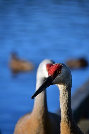 A closeup of Sandhill Cranes perching on the pier. Burnaby Lake BC Canadaの写真素材