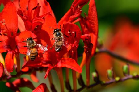 Attracted by the colourful red Montbretia flower, bees search for nectar. Vancouver BC Canada