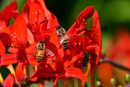 Attracted by the colourful red Montbretia flower, bees search for nectar. Vancouver BC Canadaの写真素材