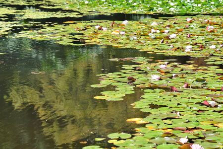 A view of Water lily pond. Vancouver BC Canadaの写真素材