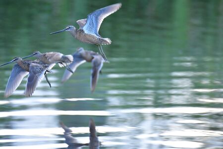 A closeup of long billed dowitcher flying in the air. Burnaby Lake BC Canadaの写真素材