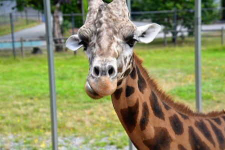 A closeup Giraffe standing on the ground. Langley BC Canadaの写真素材