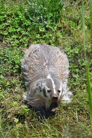 A view of Badger playing on the ground. Langley BC Canadaの写真素材
