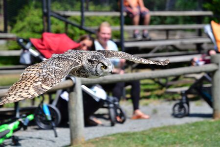 A closeup of Great Horn Owl flying in the air. Langley BC Canadaの写真素材