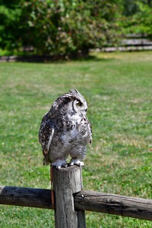 A closeup of Great Horn Owl perching on the stud. Langley BC Canadaの写真素材