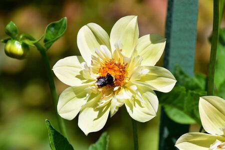 A Bee staying on the yellow Dahlia. Victoria BC Canadaの写真素材
