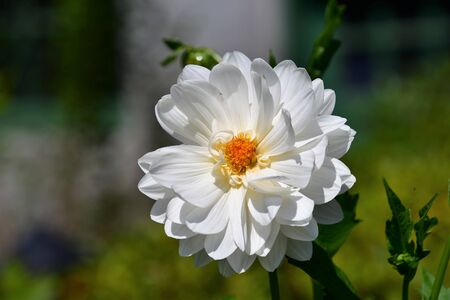 A closeup of white Dahlia. Victoria BC Canadaの写真素材