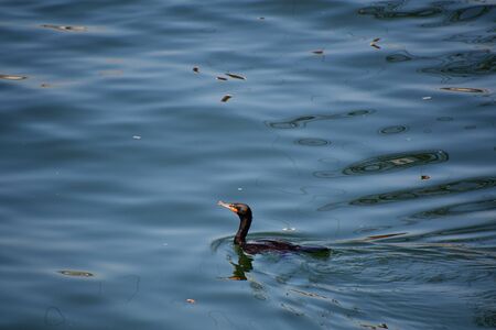 A view of Double-crested Cormorant swimming on the sea. North Vancouver BC Canadaの写真素材