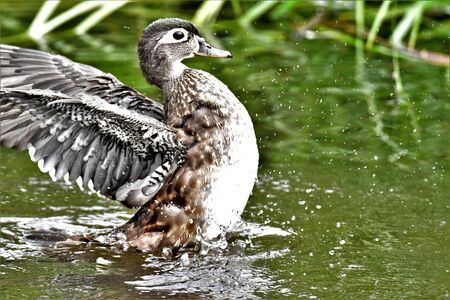 A photo of Female woodduck stretching the wings . Vancouver BC Canadaの写真素材