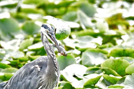 A photo of The Great Blue Heron catched the fish. Vancouver BC Canadaの写真素材