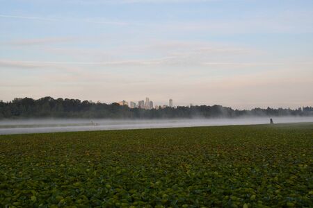 A view of Morning mist in Burnaby lake. BC Canadaの写真素材