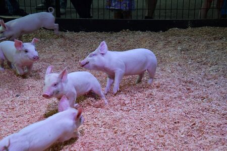 A view of Piglet playing. Vancouver BC Canadaの写真素材