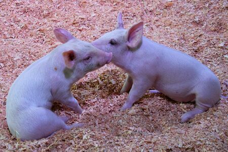 A view of Piglet playing. Vancouver BC Canadaの写真素材