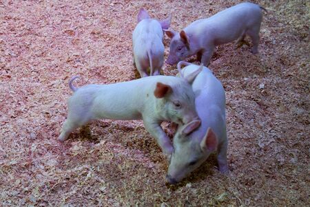 A view of Piglet playing. Vancouver BC Canadaの写真素材